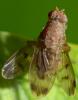 Suillia variegata